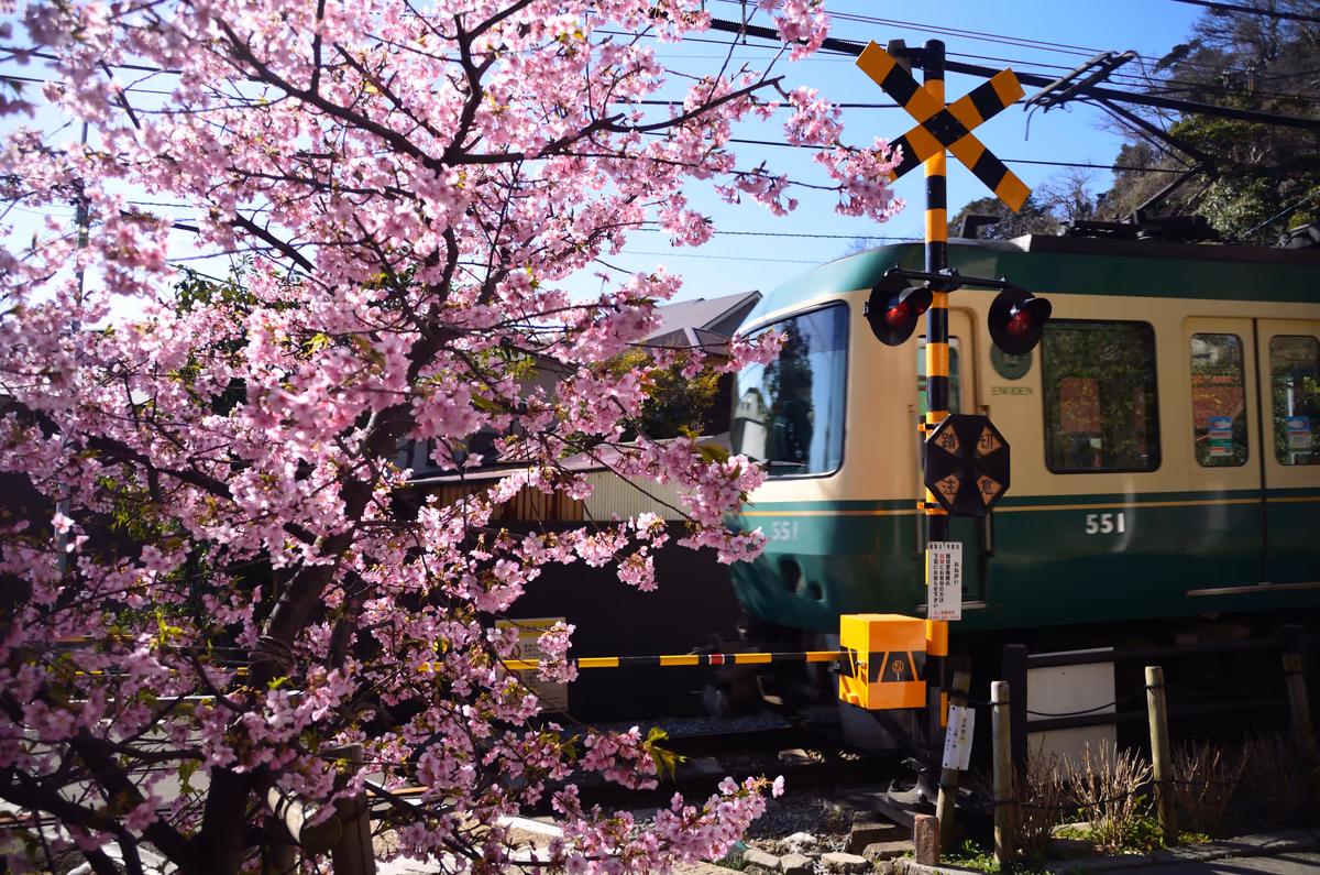 投稿写真：踏切河津桜
