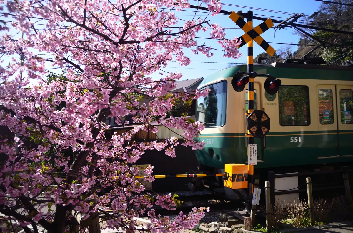 投稿写真：踏切河津桜