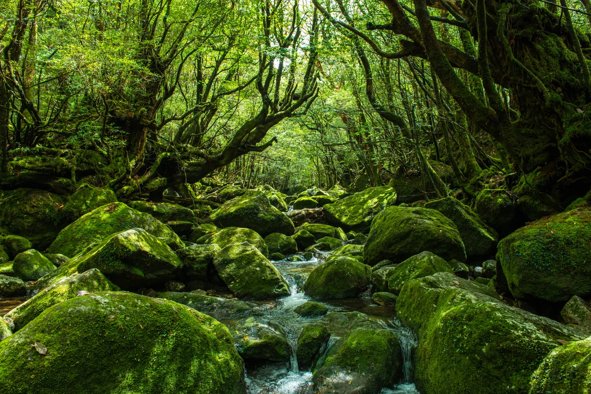 投稿写真：太古の森　屋久島　白谷雲水峡