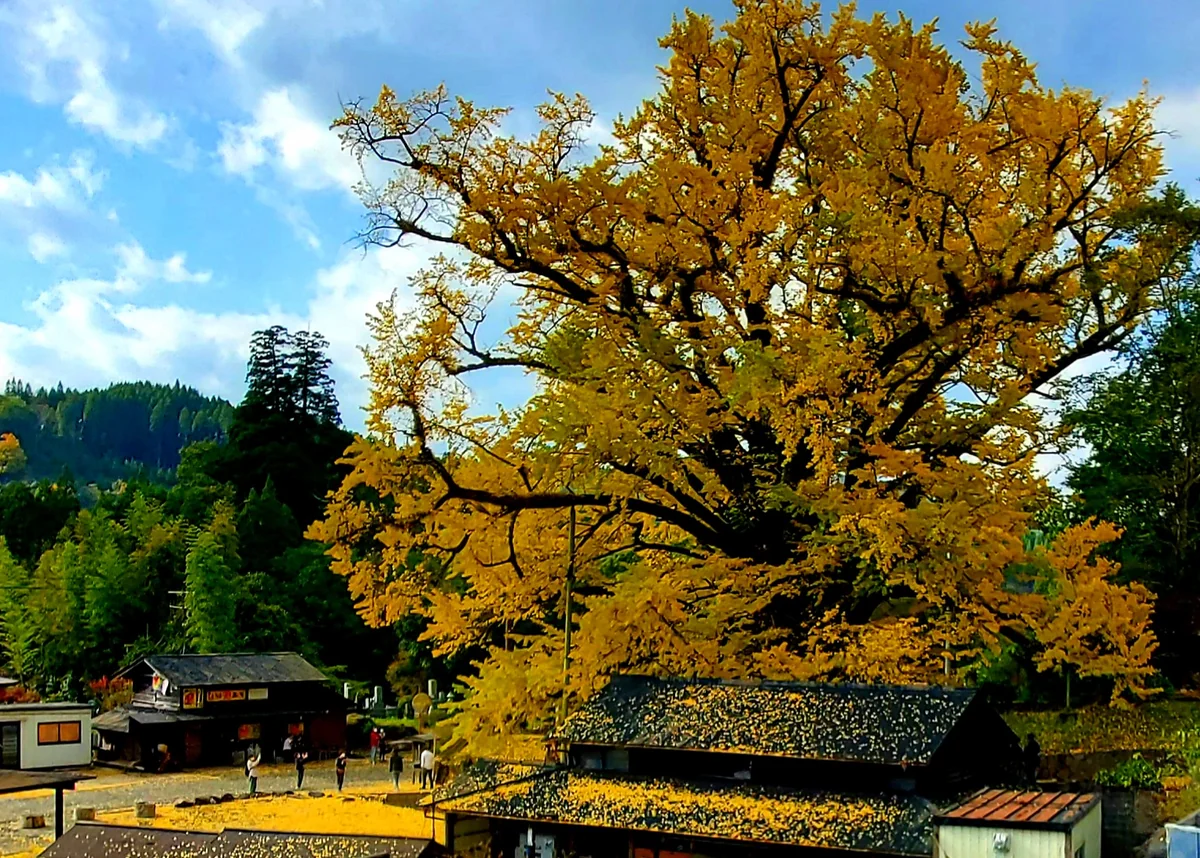 投稿写真：ちちこぶさん