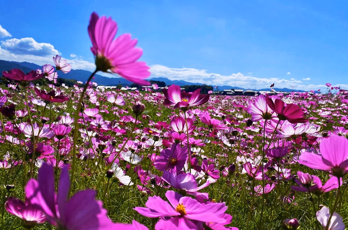 投稿写真：明るい日差しを浴びて秋風に揺れる秋桜