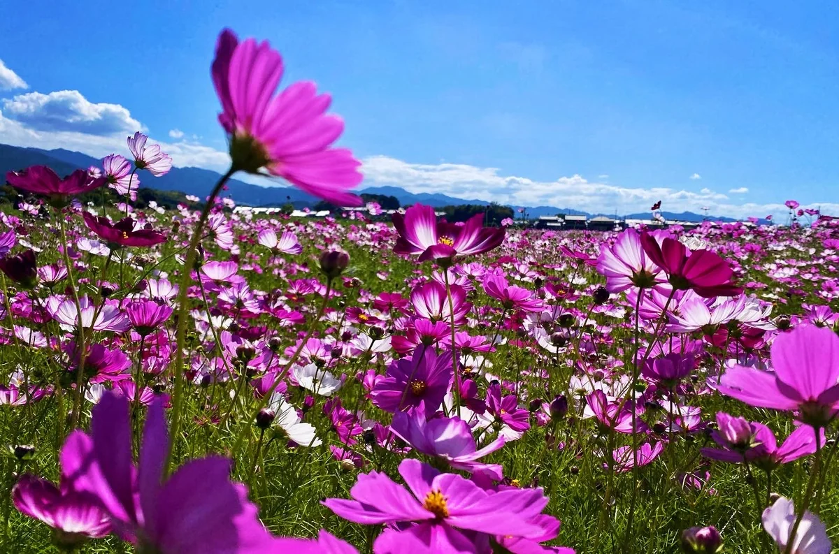 投稿写真：明るい日差しを浴びて秋風に揺れる秋桜