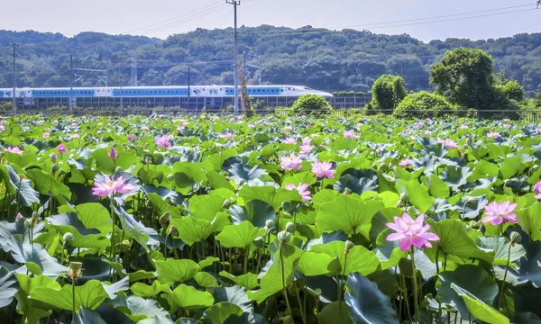 投稿：ディズニー新幹線とハスの花