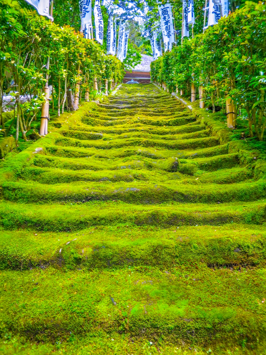 投稿写真：苔の階段
