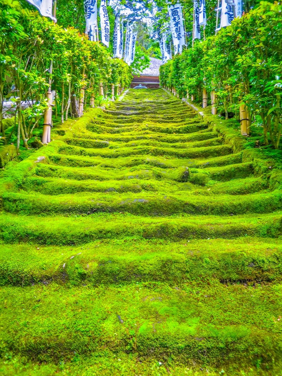 投稿写真：苔の階段