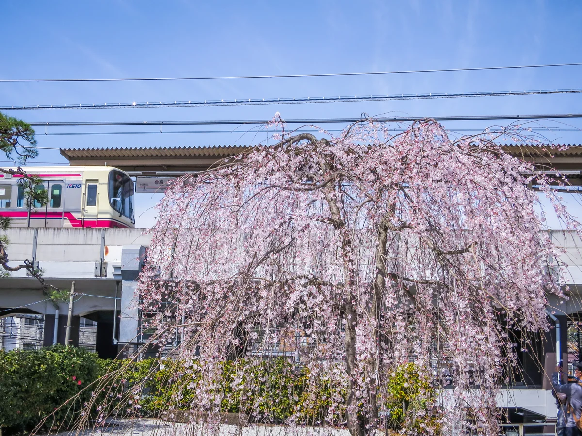 投稿写真：満開の枝垂れ桜と京王電車
