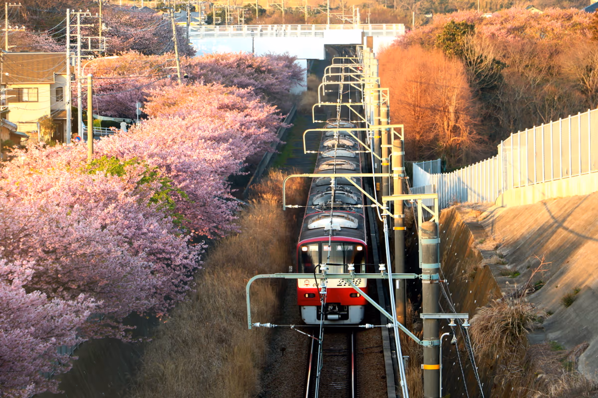 投稿写真：河津桜