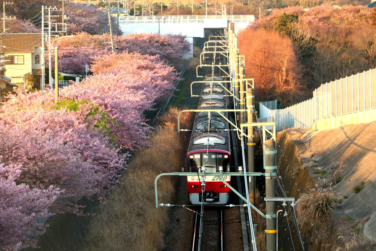 投稿写真：河津桜
