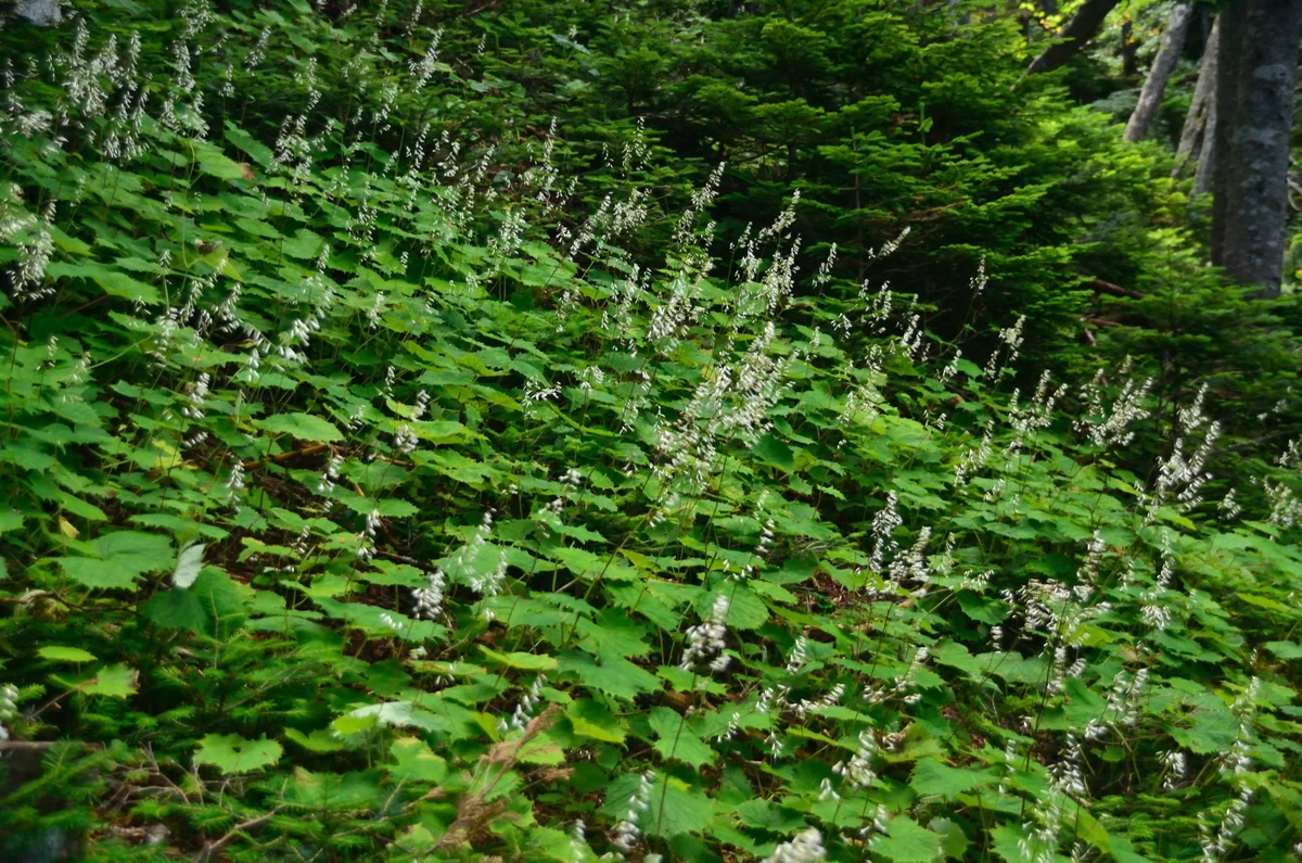投稿写真：キレンゲショウマの群落