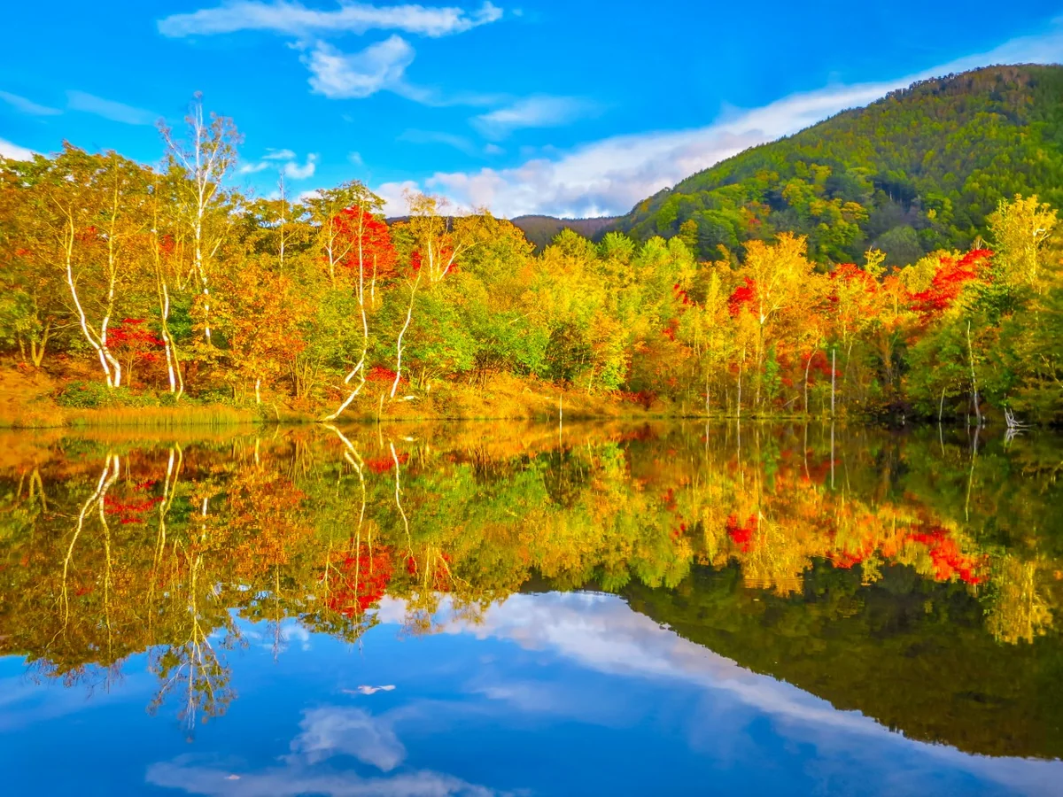投稿写真：まいめの池に写る夕日に照らされた紅葉