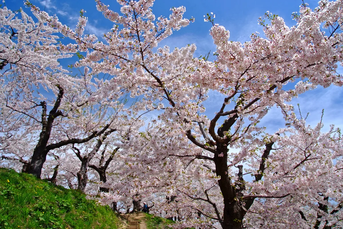 投稿写真：北国の春