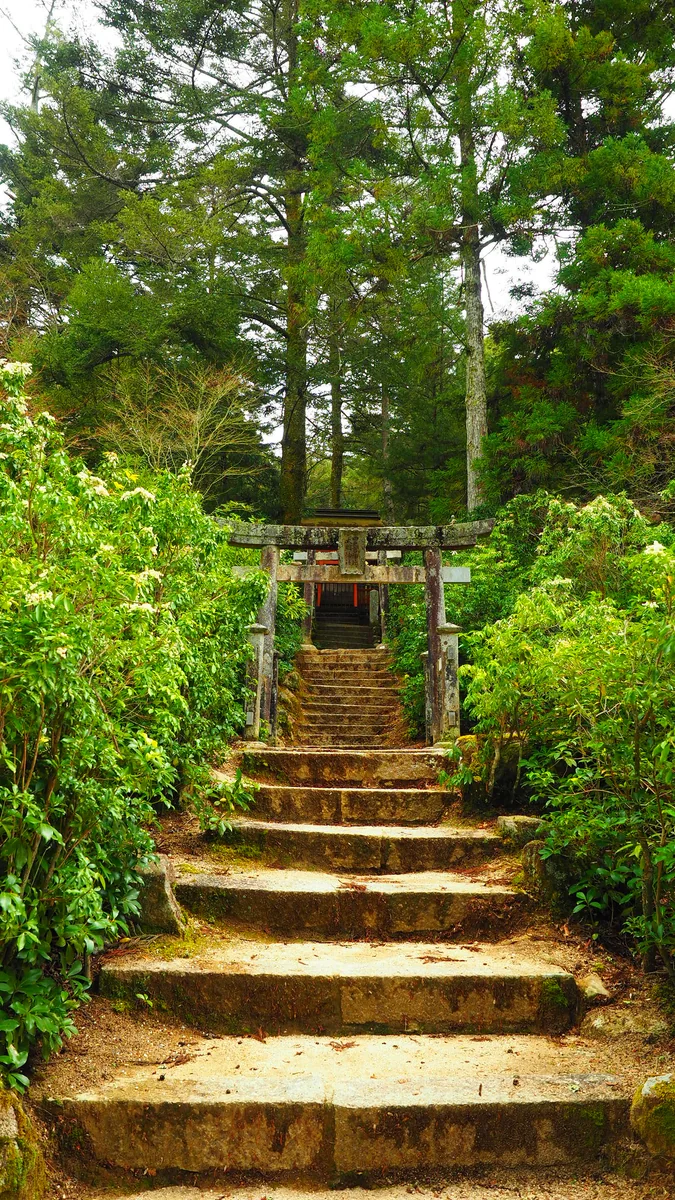 投稿写真：馬酔木に囲まれた参道