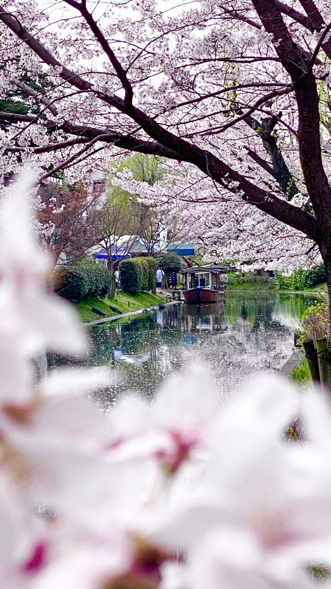 投稿写真：桜と伏見十石船