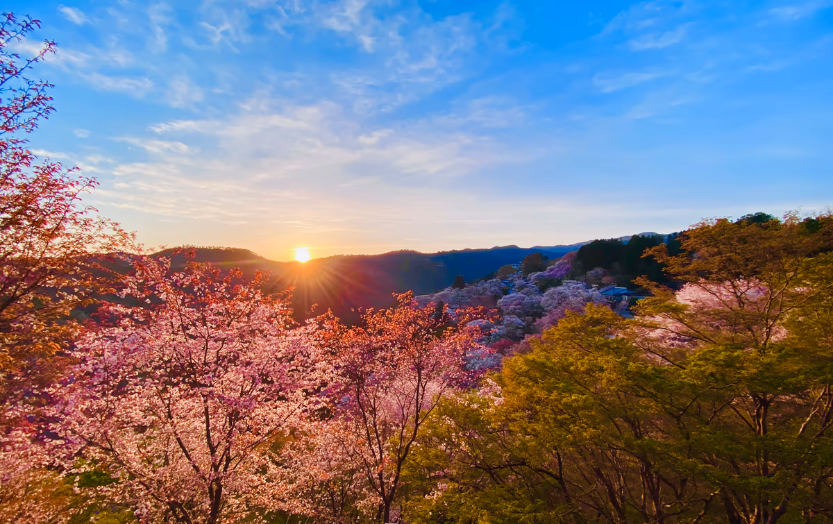 投稿写真：朝陽に輝く吉野 下千本