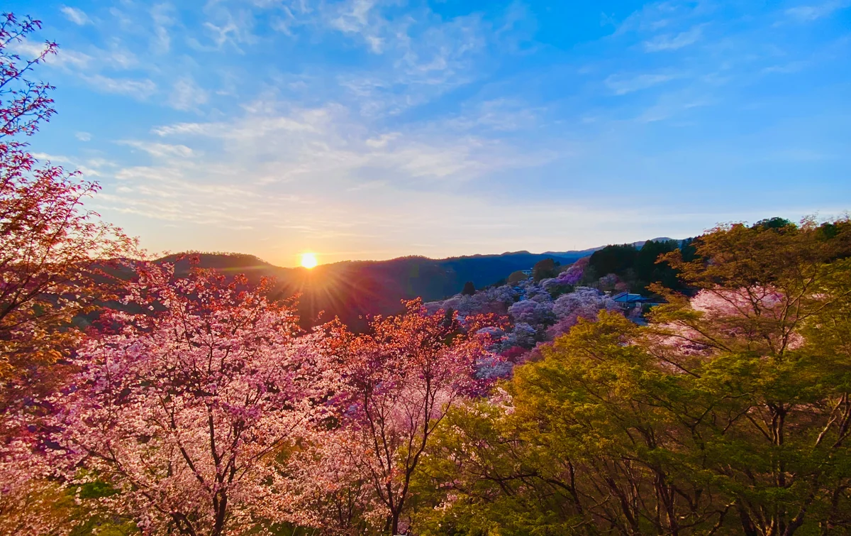 投稿写真：朝陽に輝く吉野 下千本