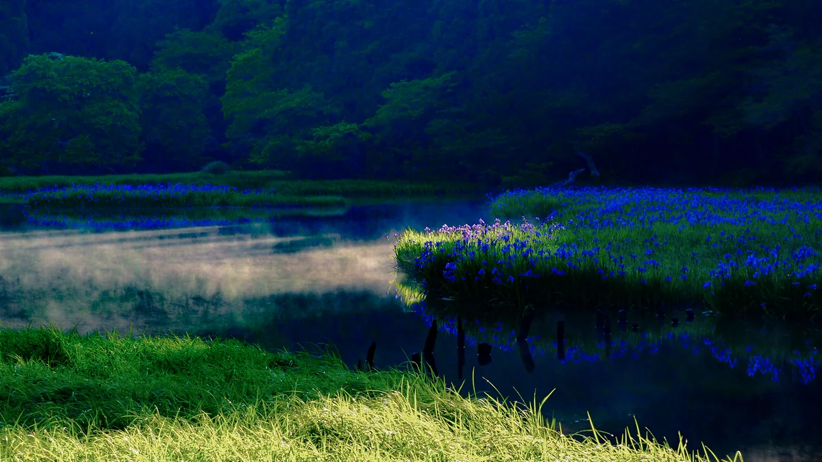 投稿写真：カキツバタ爛漫ー朝靄の平池