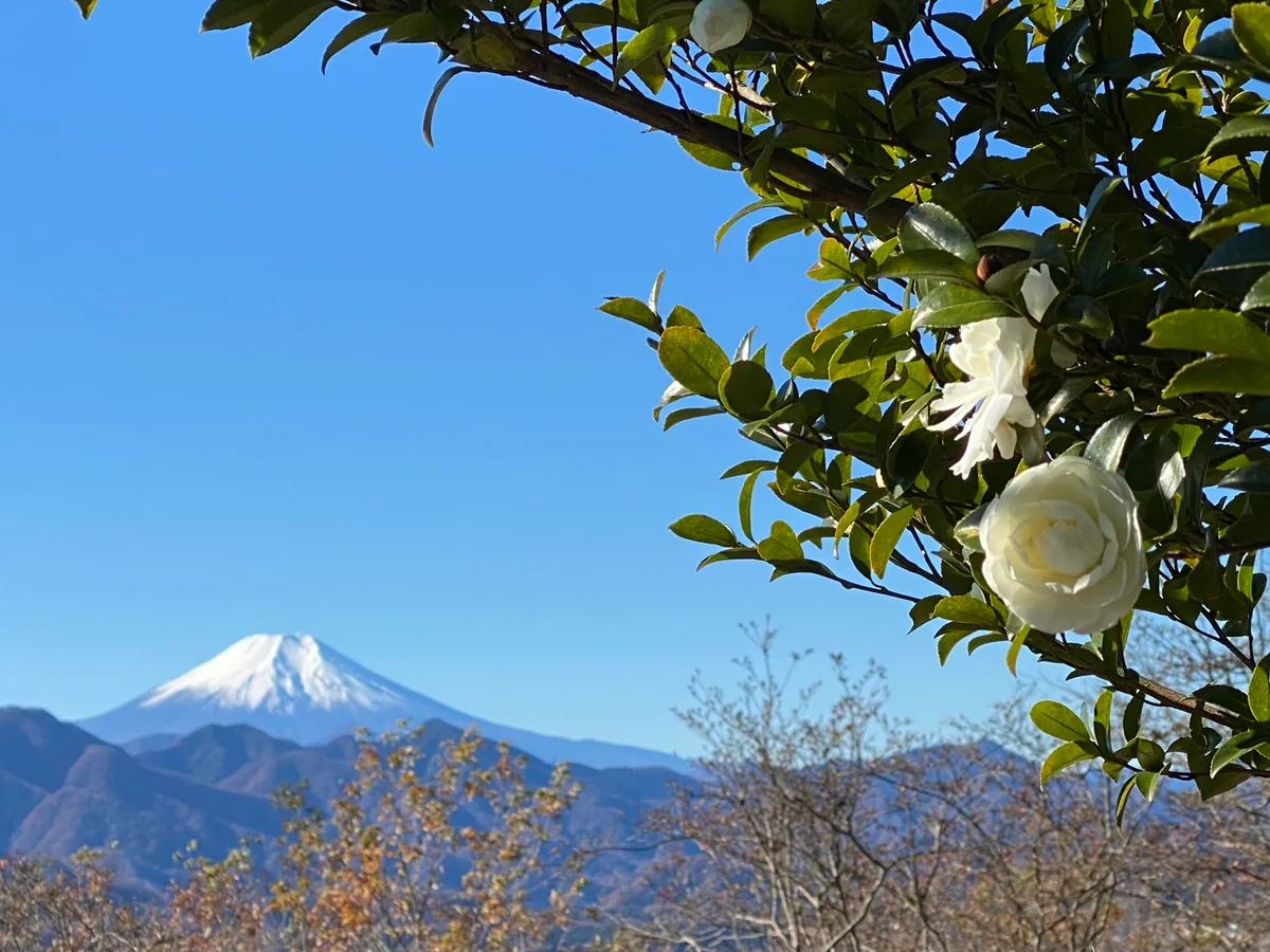 投稿写真：白の競演
