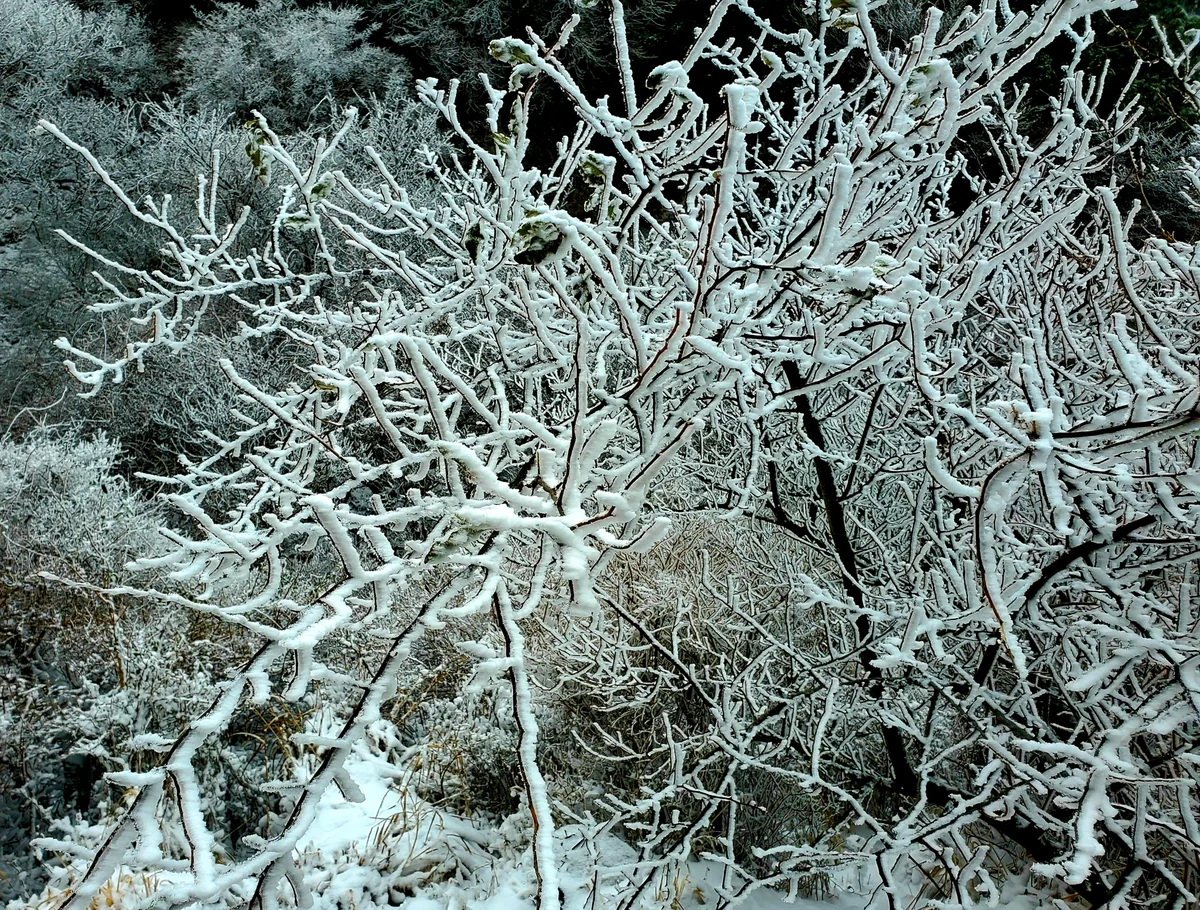 投稿写真：樹氷