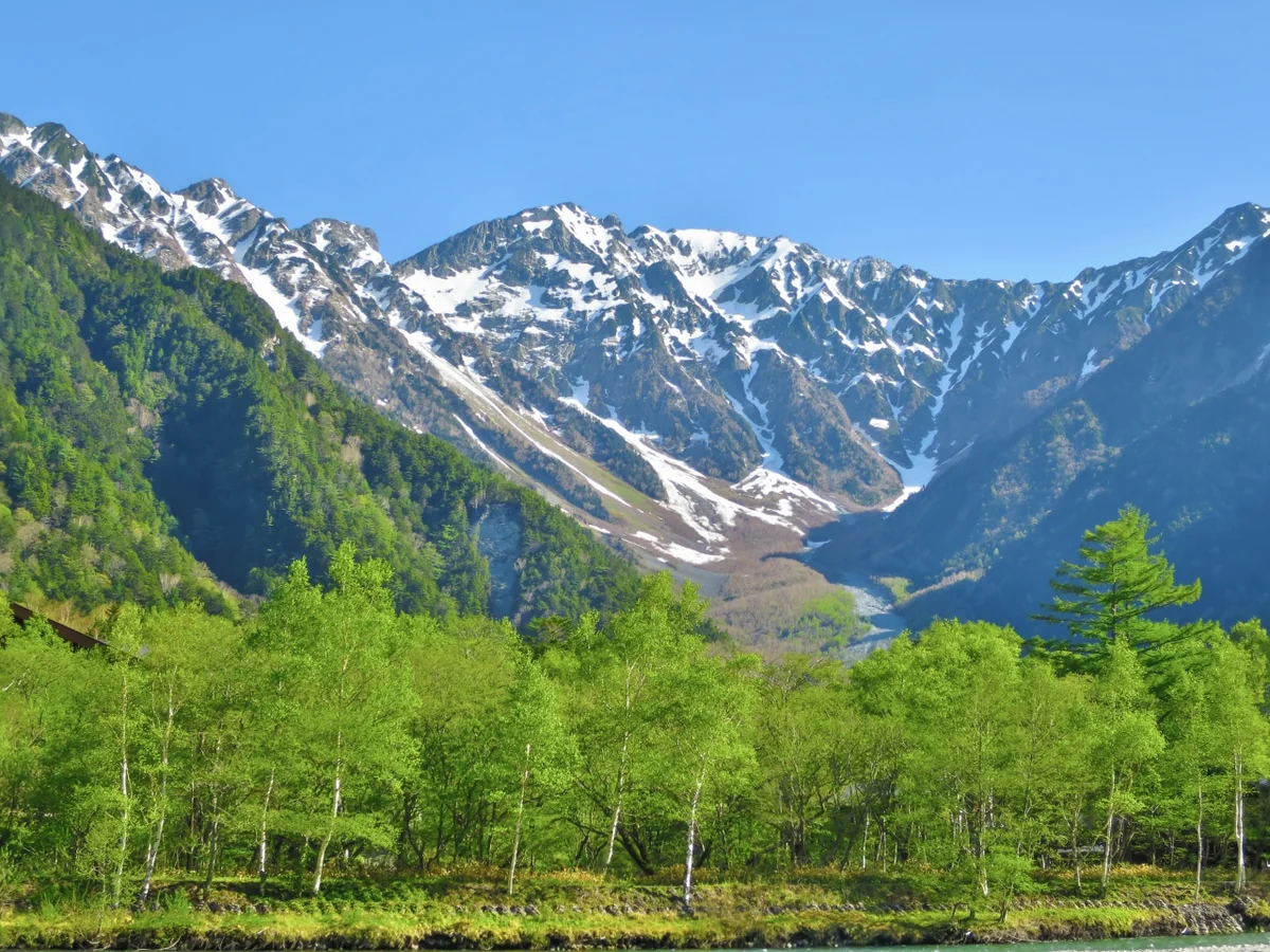 投稿写真：残雪の穂高連峰と白樺の新緑