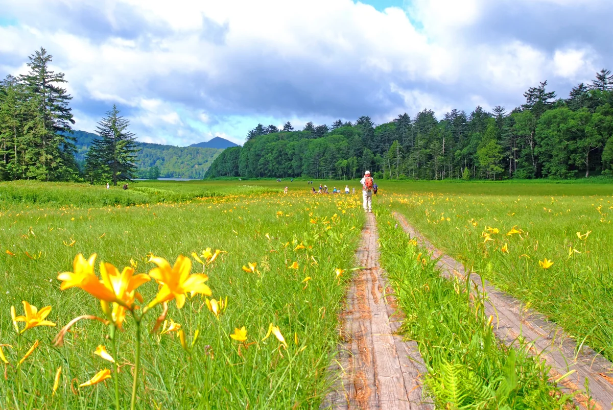 投稿写真：大江湿原、夏