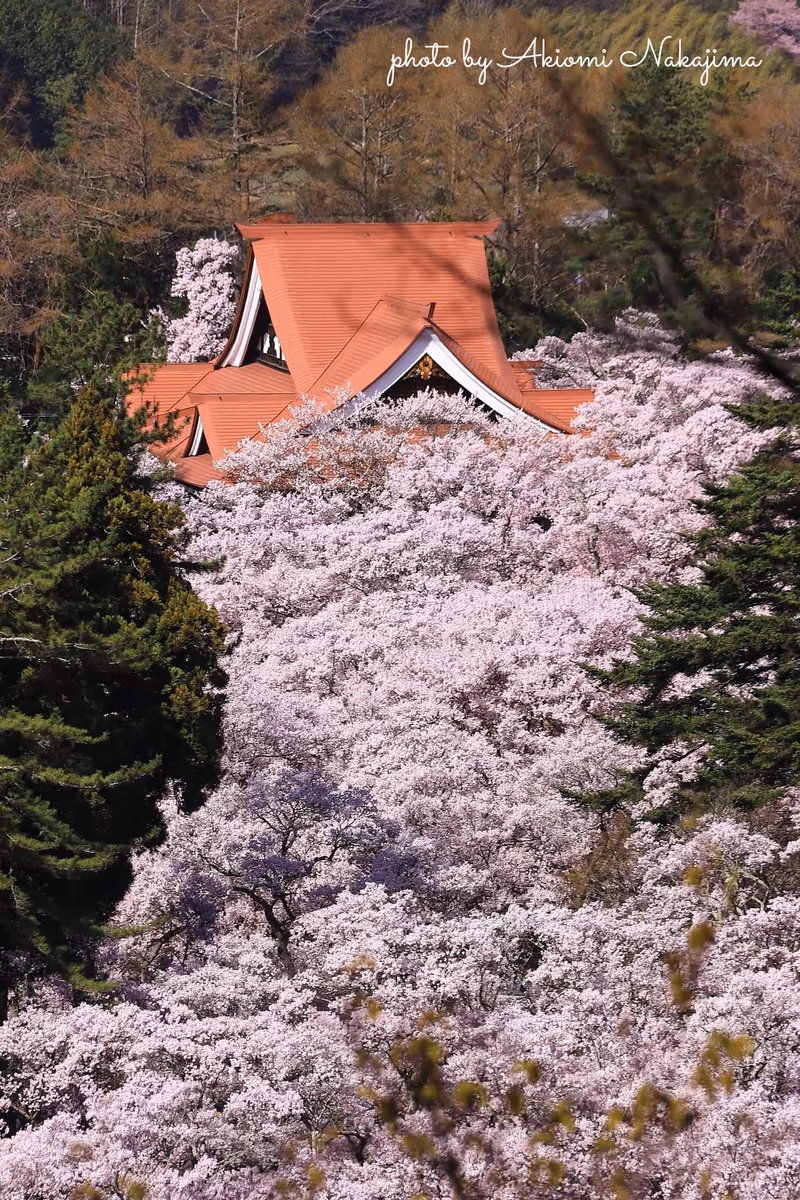 投稿写真：高遠城址公園から流れ出る桜