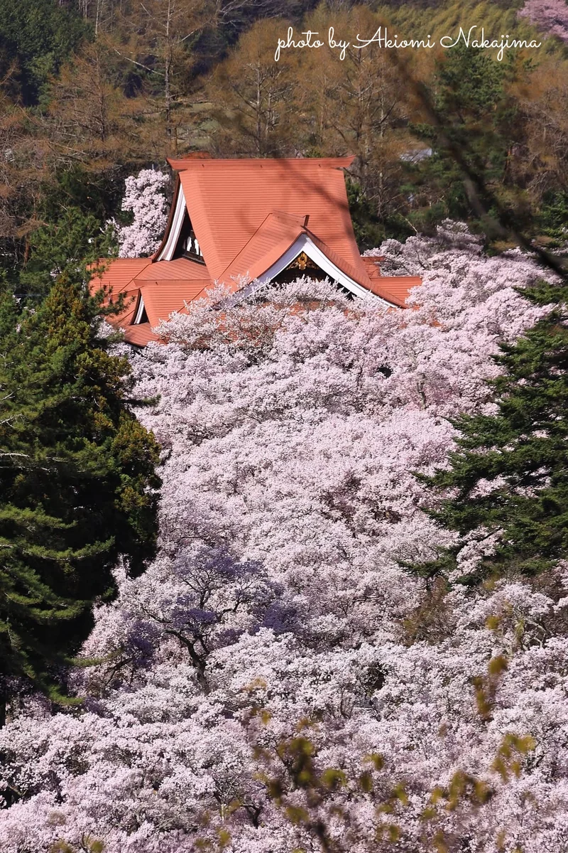 投稿写真：高遠城址公園から流れ出る桜