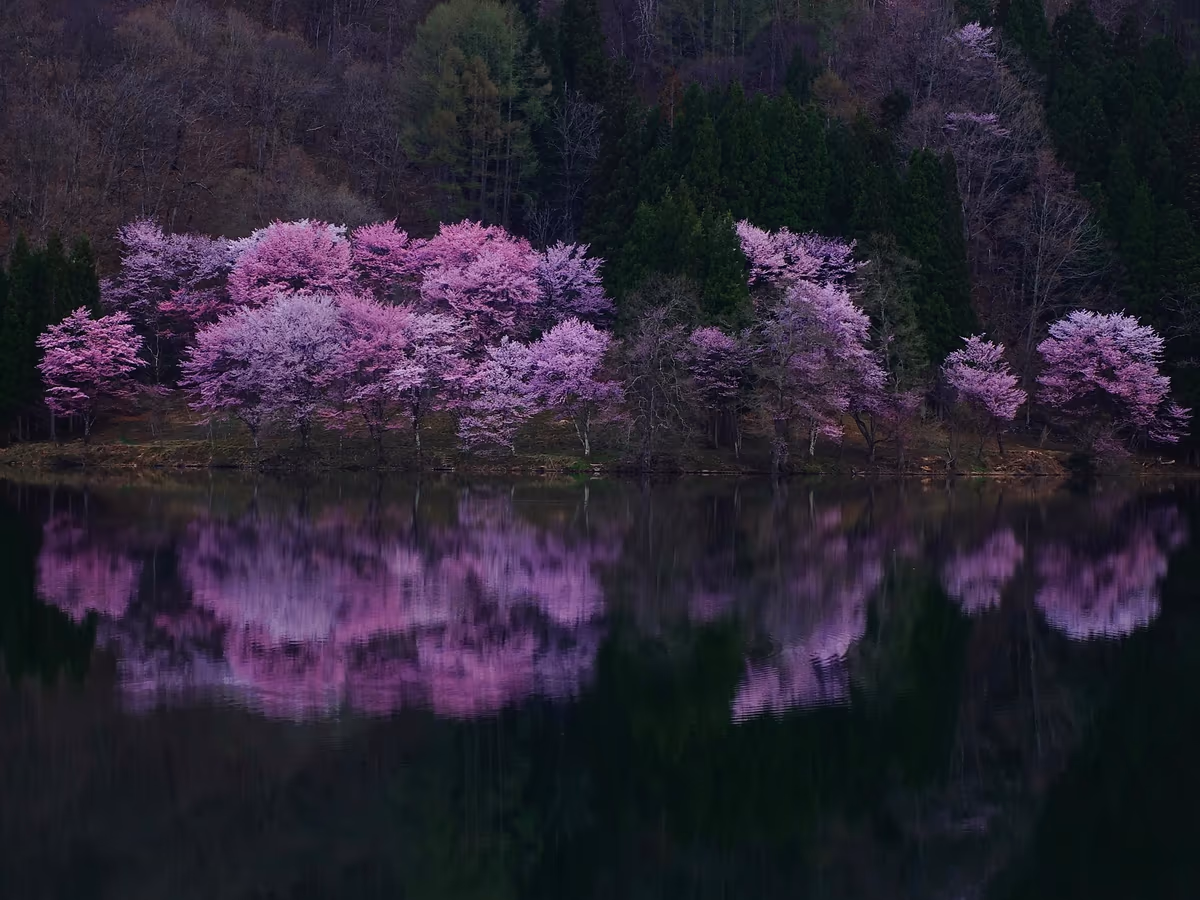 投稿写真：AM5:30の中綱湖と大山桜