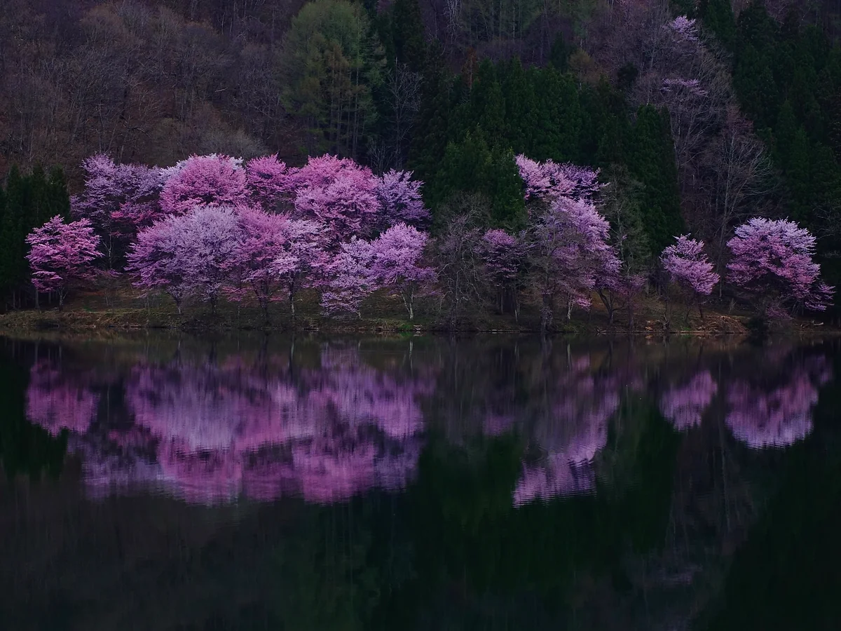 投稿写真：AM5:30の中綱湖と大山桜