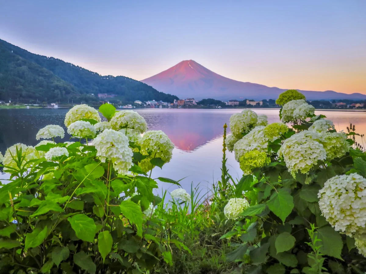 投稿写真：逆さ赤富士とアナベル