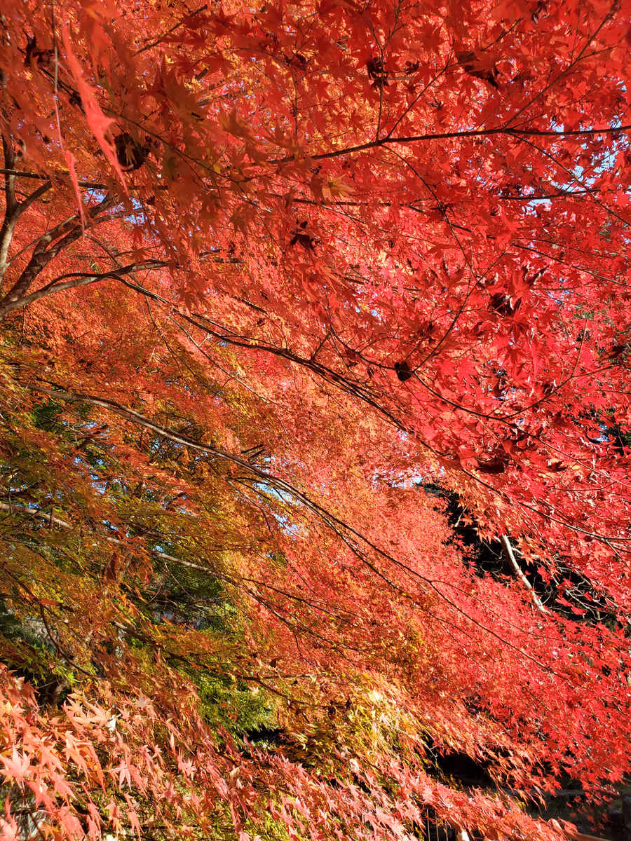 投稿写真：孝池水