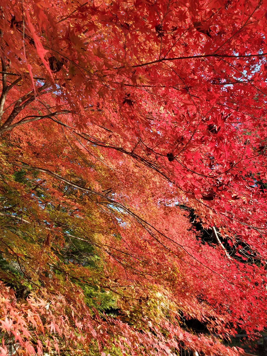 投稿写真：孝池水