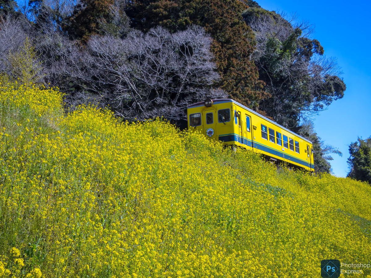 投稿写真：菜の花満開の築堤を進むイエロートレイン