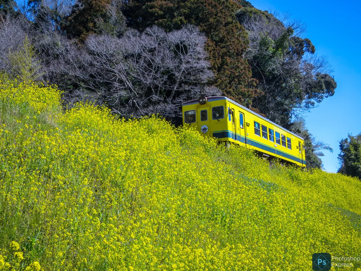 投稿写真：菜の花満開の築堤を進むイエロートレイン