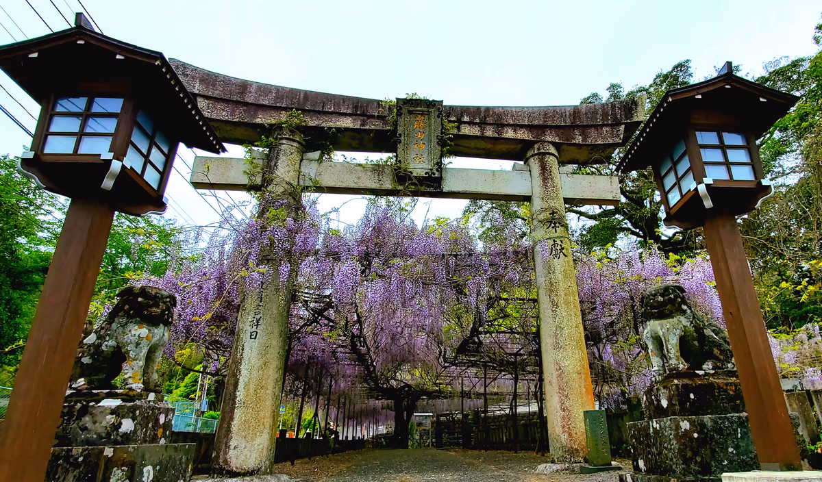 投稿写真：藤山神社の鳥居
