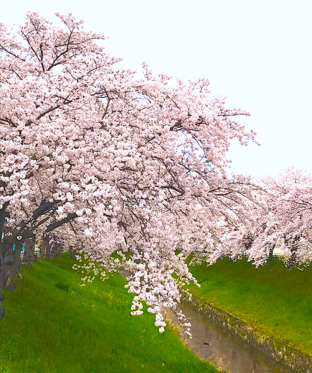 投稿写真：佐保川の桜並木