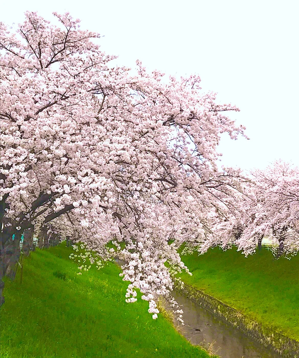 投稿写真：佐保川の桜並木