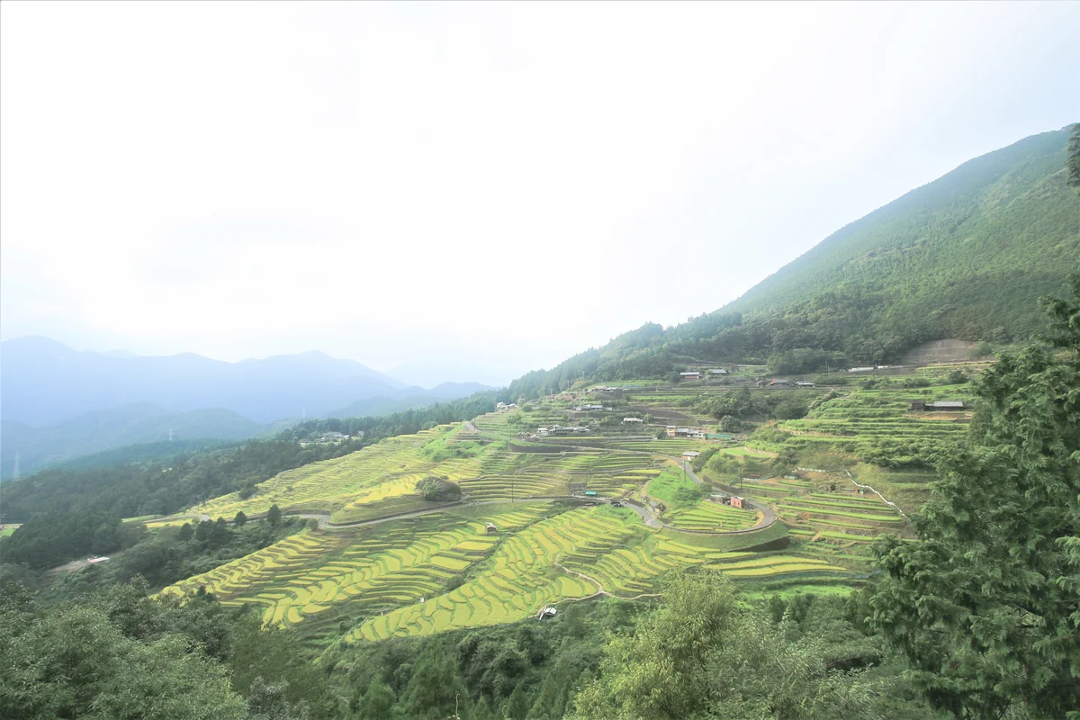 投稿写真：丸山千枚田