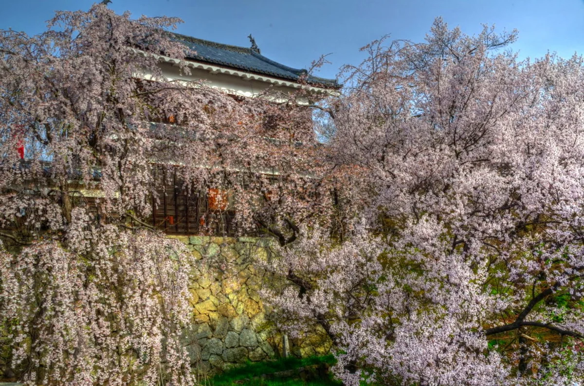 投稿写真：上田城桜