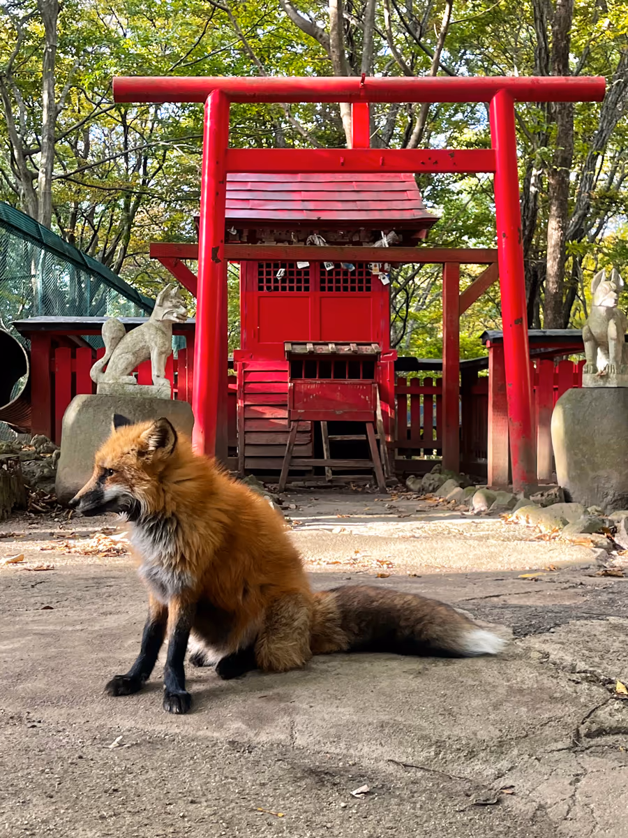 投稿写真：宮城蔵王キツネ村