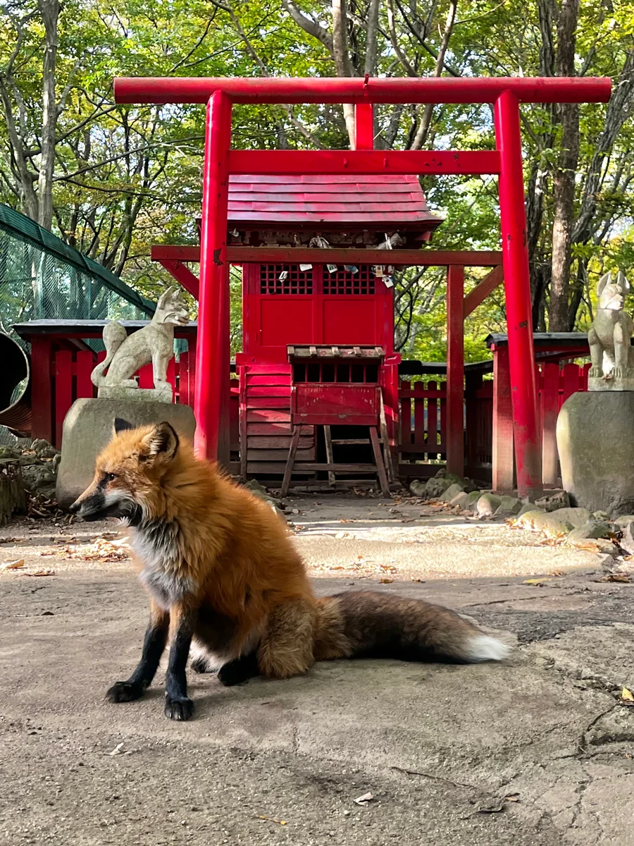 投稿写真：宮城蔵王キツネ村
