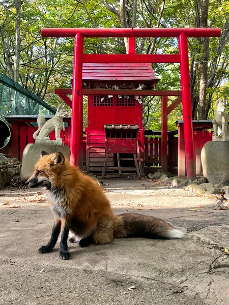 投稿：宮城蔵王キツネ村