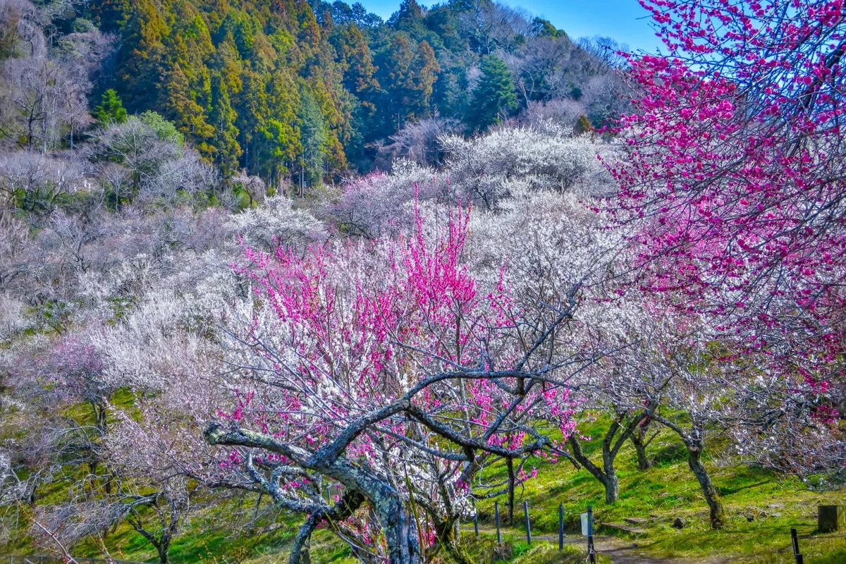投稿写真：満開の紅白の梅林