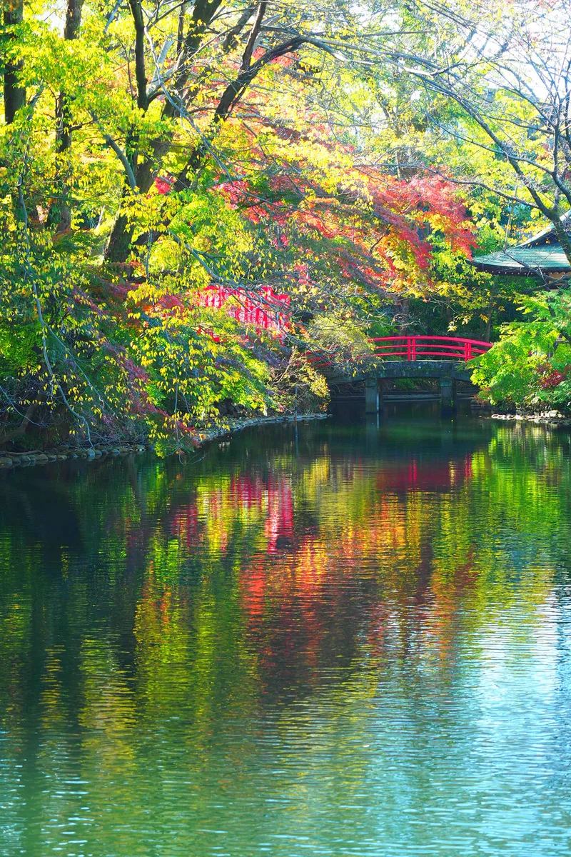 投稿写真：井の頭公園　紅葉