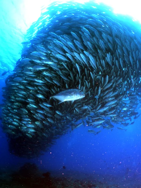 投稿：ギンガメトルネード