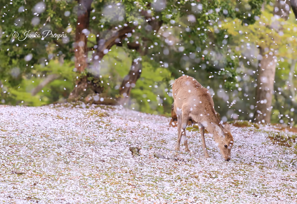 投稿：桜吹雪