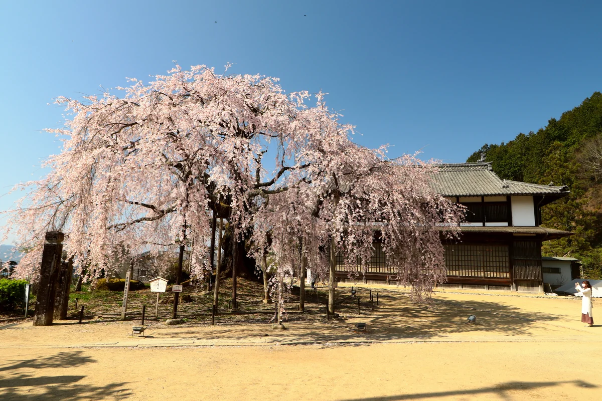 投稿写真：一本桜