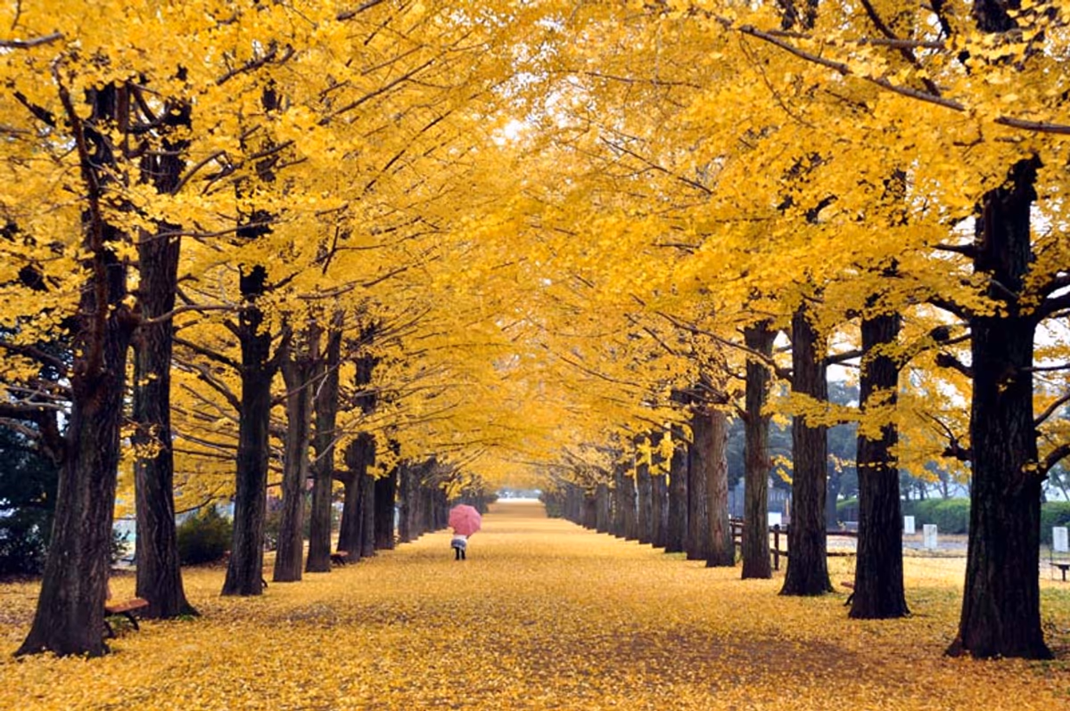 投稿写真：黄色の絨毯