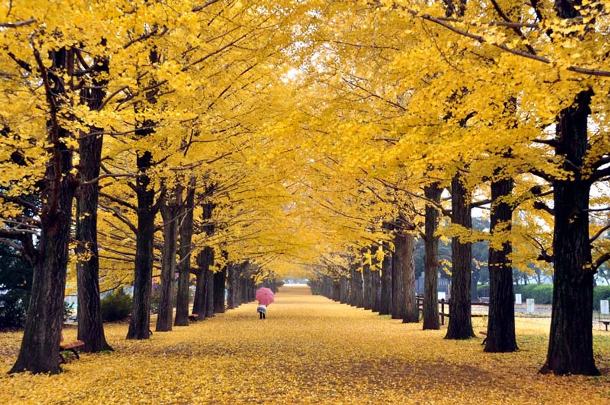 投稿写真：黄色の絨毯