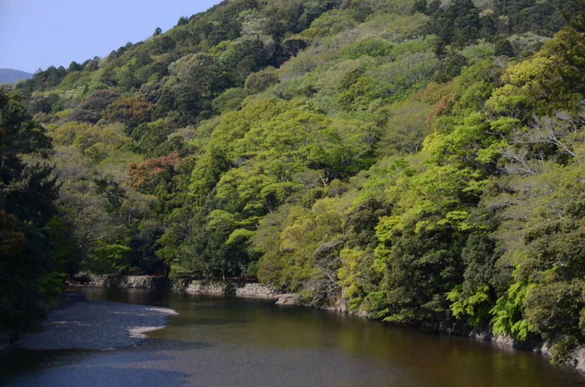 投稿写真：新緑の五十鈴川