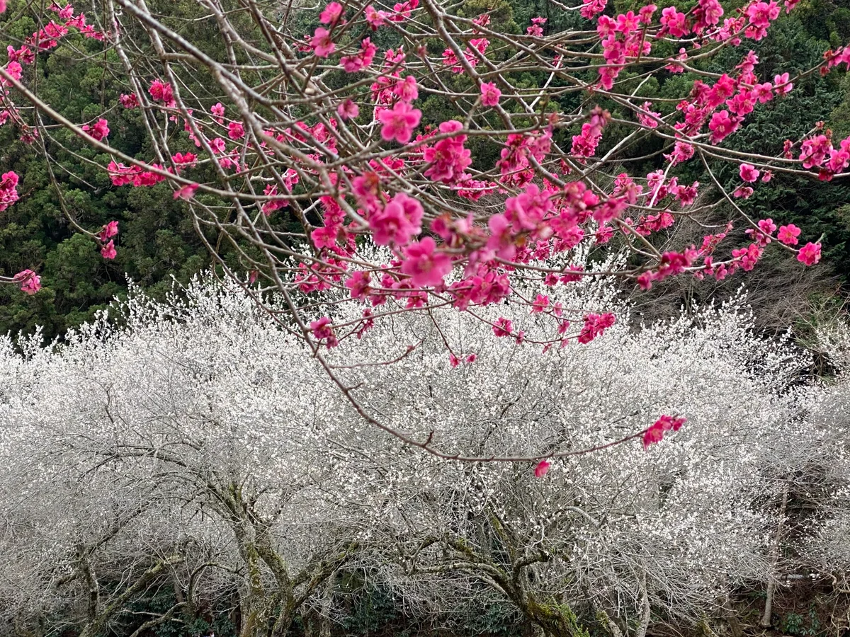 投稿写真：紅白競演